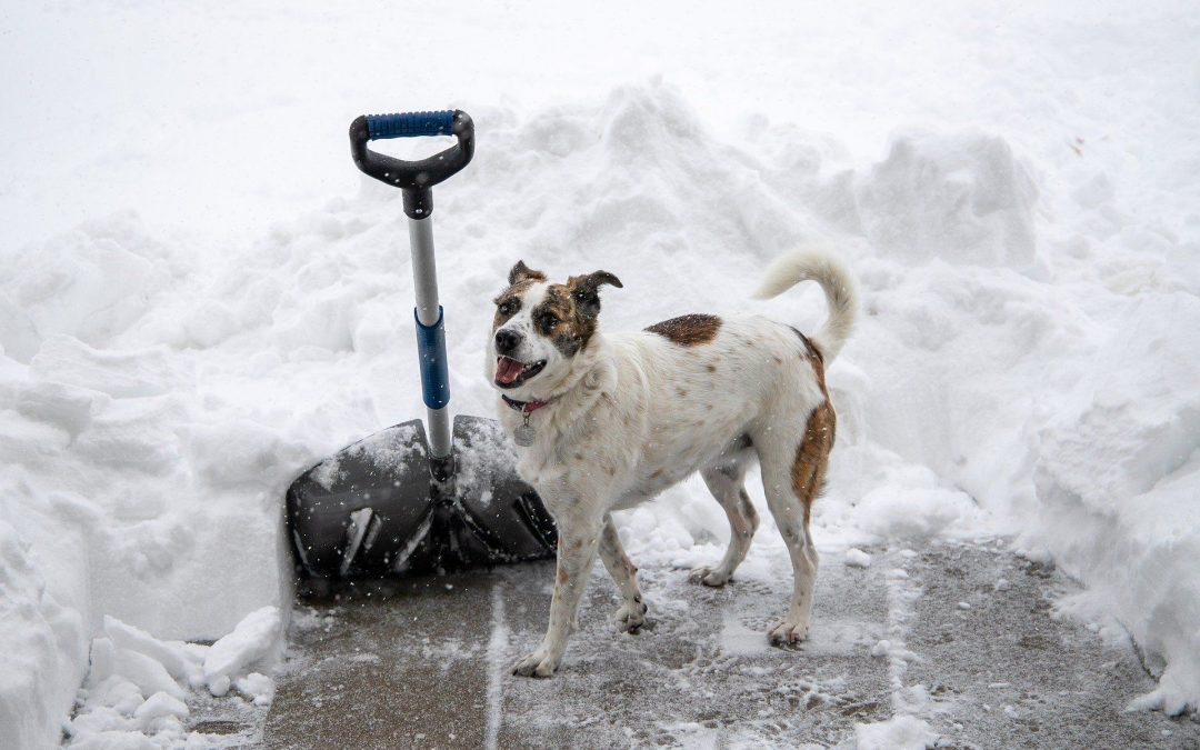 Ice Control Plans For Pet Owners